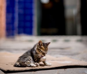 Preview wallpaper kitten, cute, street, blur