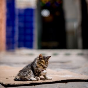 Preview wallpaper kitten, cute, street, blur