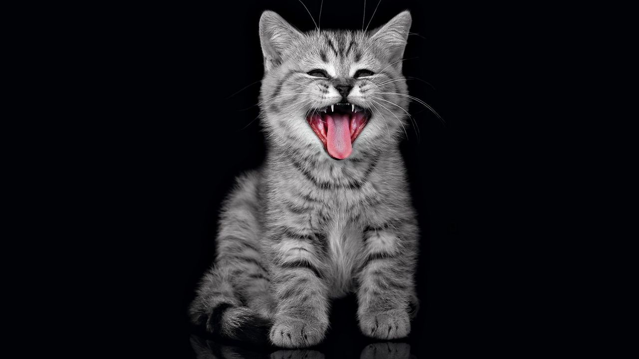 Wallpaper kitten, dark, fluffy, cry