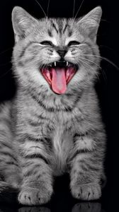 Preview wallpaper kitten, dark, fluffy, cry