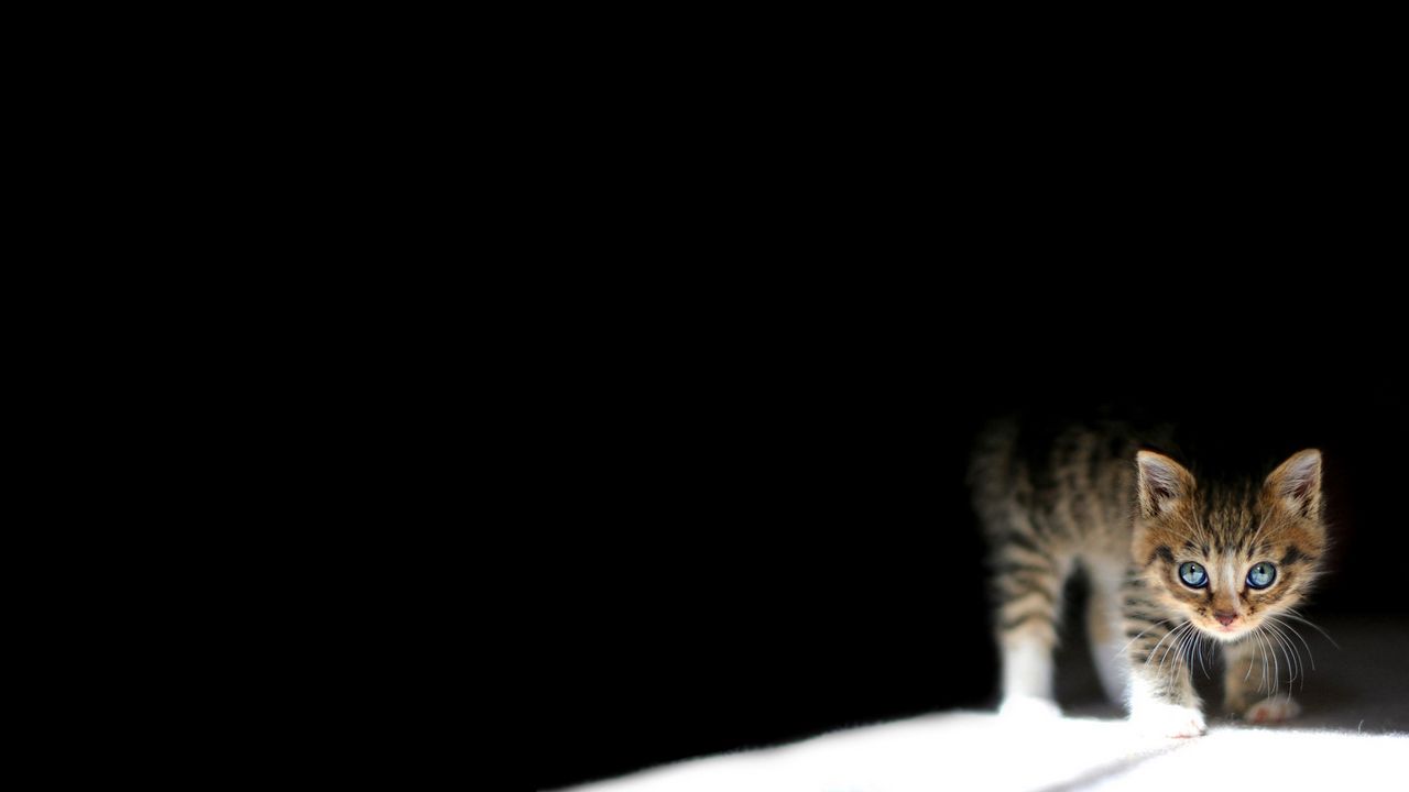 Wallpaper kitten, dark, lying