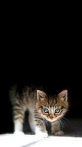 Preview wallpaper kitten, dark, lying