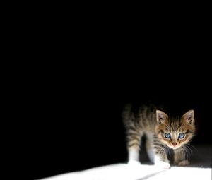 Preview wallpaper kitten, dark, lying