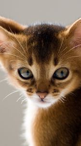 Preview wallpaper kitten, eared, face