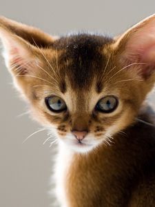 Preview wallpaper kitten, eared, face