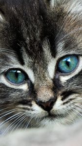 Preview wallpaper kitten, eyes, color, spotted