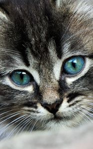 Preview wallpaper kitten, eyes, color, spotted