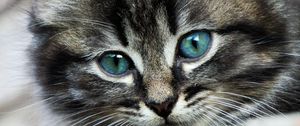 Preview wallpaper kitten, eyes, color, spotted