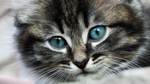 Preview wallpaper kitten, eyes, color, spotted