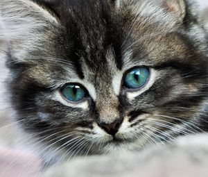 Preview wallpaper kitten, eyes, color, spotted