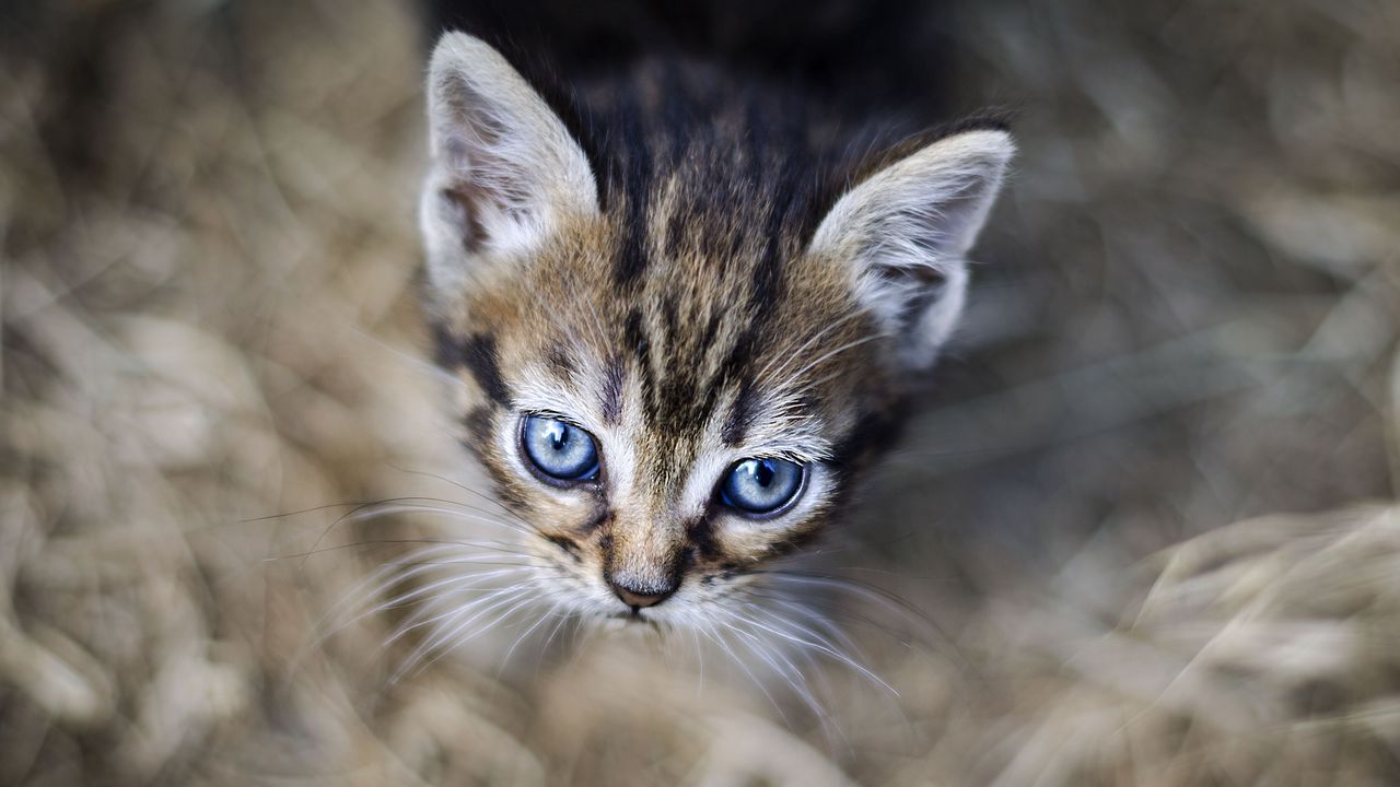 Wallpaper kitten, eyes, pet