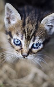 Preview wallpaper kitten, eyes, pet