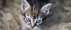 Preview wallpaper kitten, eyes, pet