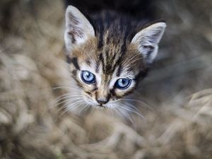 Preview wallpaper kitten, eyes, pet