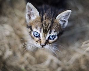 Preview wallpaper kitten, eyes, pet