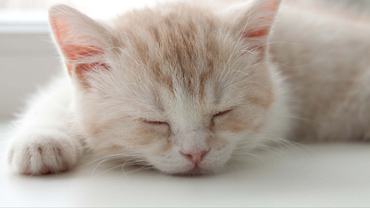 Wallpaper kitten, face, color, striped, sleep