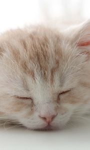 Preview wallpaper kitten, face, color, striped, sleep