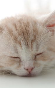 Preview wallpaper kitten, face, color, striped, sleep