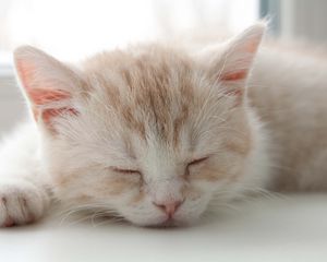 Preview wallpaper kitten, face, color, striped, sleep