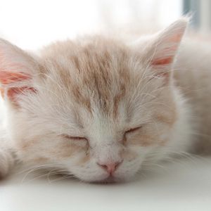 Preview wallpaper kitten, face, color, striped, sleep