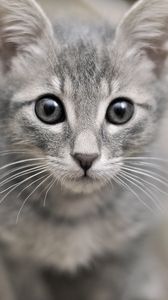 Preview wallpaper kitten, face, eyes, fear