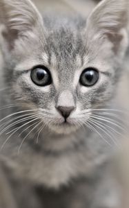 Preview wallpaper kitten, face, eyes, fear