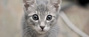 Preview wallpaper kitten, face, eyes, fear