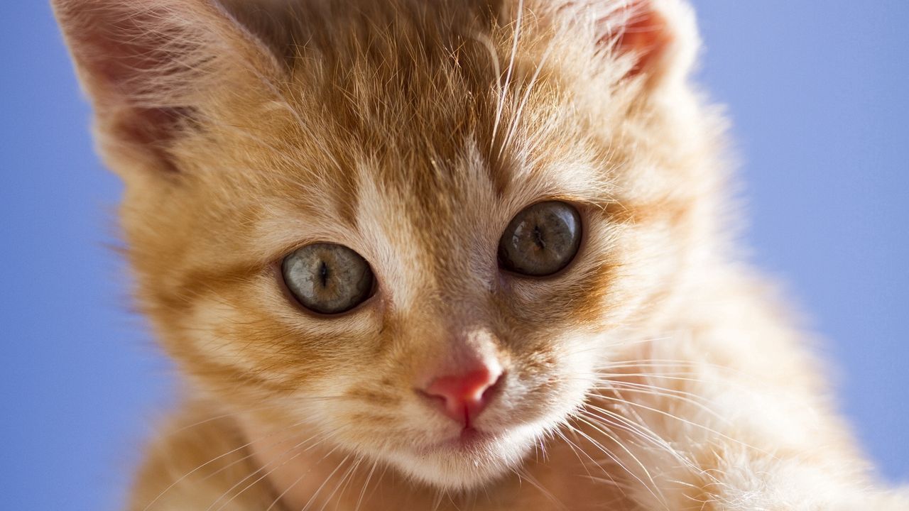 Wallpaper kitten, face, eyes, red, scared