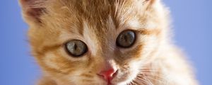 Preview wallpaper kitten, face, eyes, red, scared