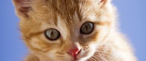 Preview wallpaper kitten, face, eyes, red, scared