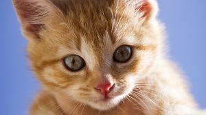 Preview wallpaper kitten, face, eyes, red, scared