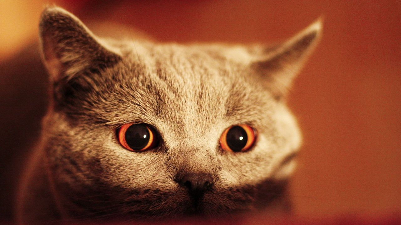 Wallpaper kitten, face, eyes