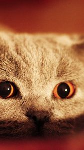 Preview wallpaper kitten, face, eyes