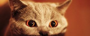 Preview wallpaper kitten, face, eyes
