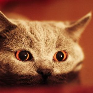 Preview wallpaper kitten, face, eyes