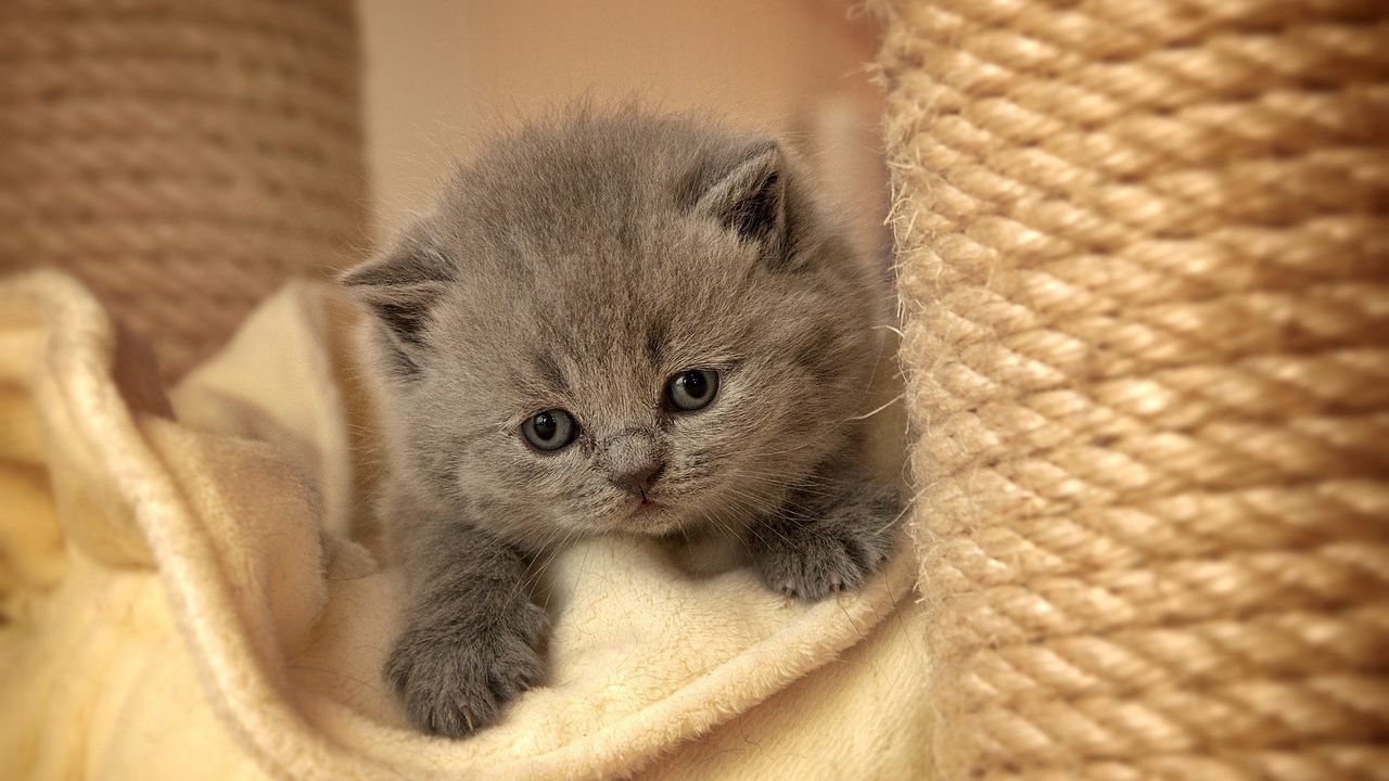 Wallpaper kitten, face, eyes, sadness