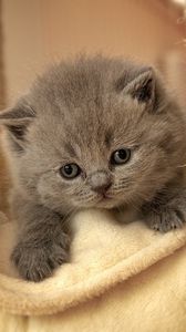 Preview wallpaper kitten, face, eyes, sadness