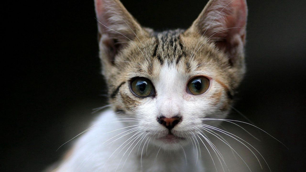 Wallpaper kitten, face, eyes, surprise