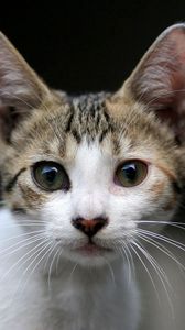 Preview wallpaper kitten, face, eyes, surprise