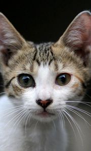 Preview wallpaper kitten, face, eyes, surprise