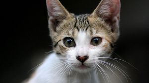Preview wallpaper kitten, face, eyes, surprise