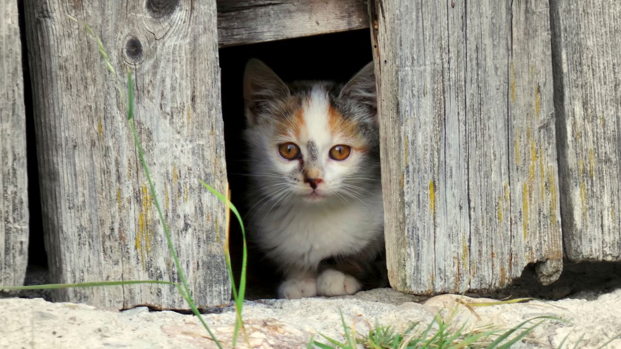 Wallpaper kitten, face, fence, spotted