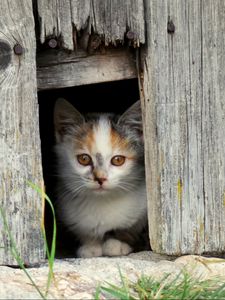 Preview wallpaper kitten, face, fence, spotted