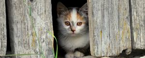 Preview wallpaper kitten, face, fence, spotted