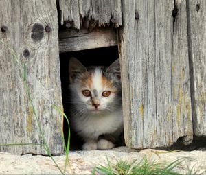 Preview wallpaper kitten, face, fence, spotted