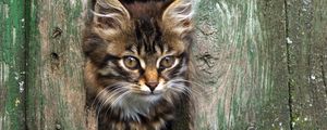 Preview wallpaper kitten, face, fluffy, view, fence