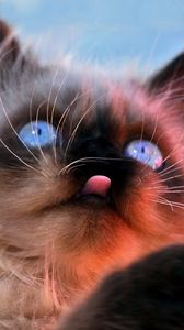 Preview wallpaper kitten, face, furry, tongue