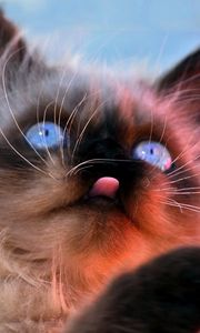 Preview wallpaper kitten, face, furry, tongue