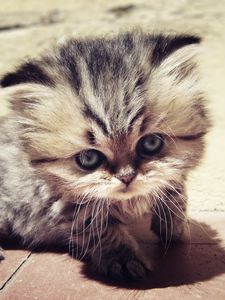 Preview wallpaper kitten, face, furry, look