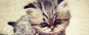 Preview wallpaper kitten, face, furry, look